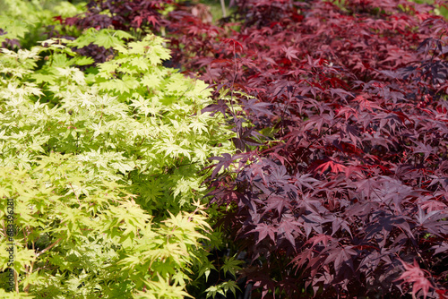 Japanese maple, Acer palmatum plants with leaves in green and red colors texture background in spring, sunlight