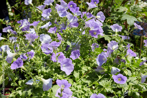 Pale purple bell flowers in spring, sunlight