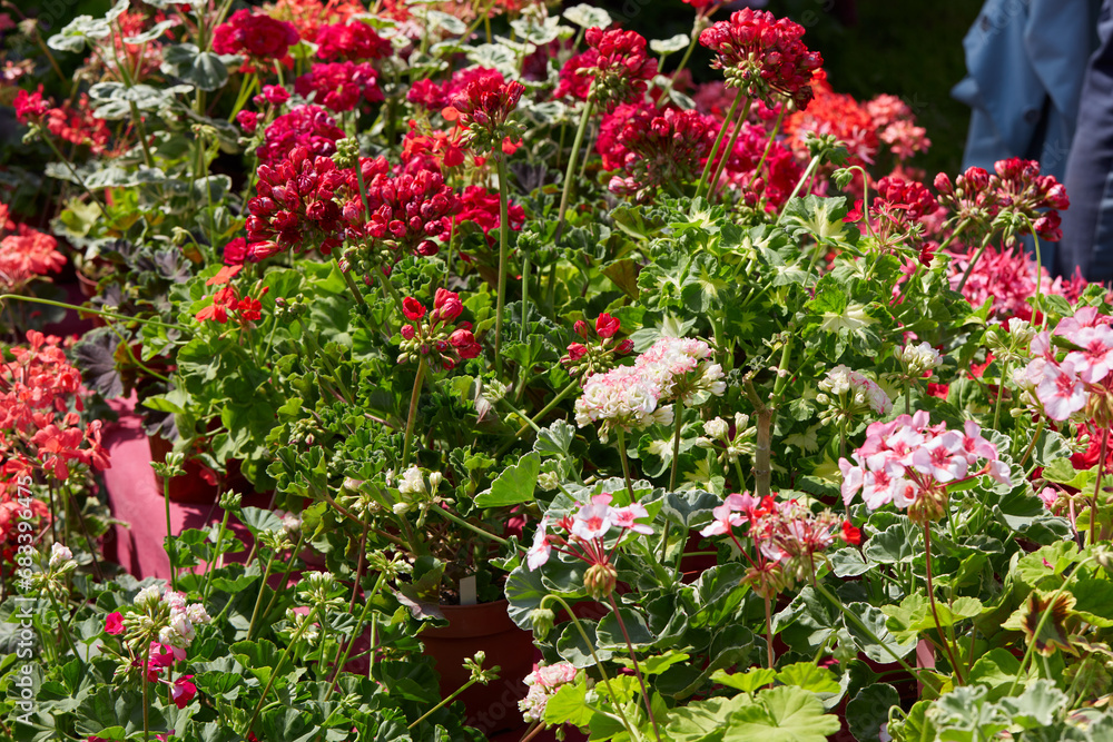 Geranium plants and flowers in spring, sunlight