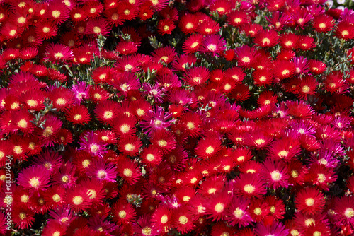 Lampranthus plants and red flowers texture background in spring, sunlight