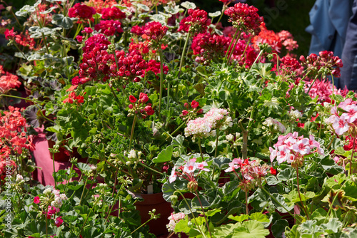 Geranium plants and flowers in spring, sunlight