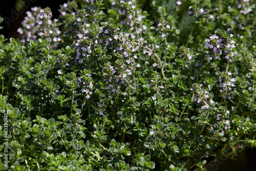Thyme plants and flowers in spring, sunlight