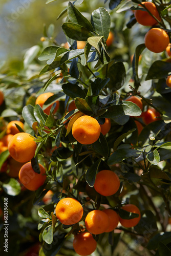 Citrus madurensis or citrus mitis plant with fruits in spring, sunlight