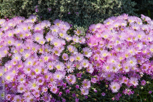 Lampranthus plants and pink flowers texture background in spring, sunlight