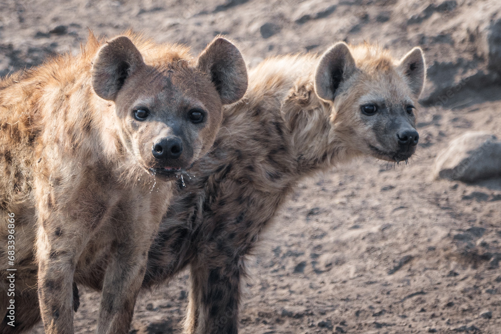 Hyenas lurking in the desert looking for food Hyenas lurking in the desert looking for food