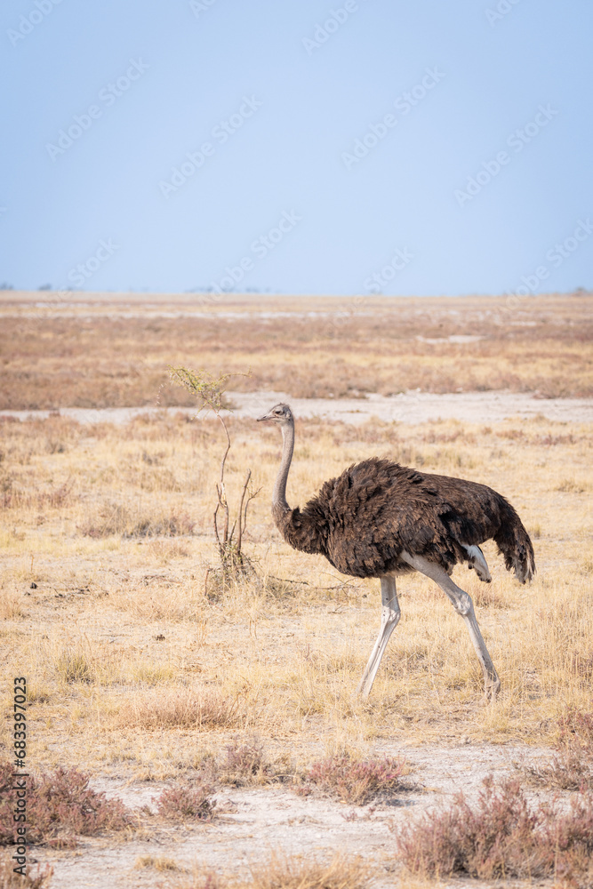 Naklejka premium ostrich in the savannah during the mid day heat