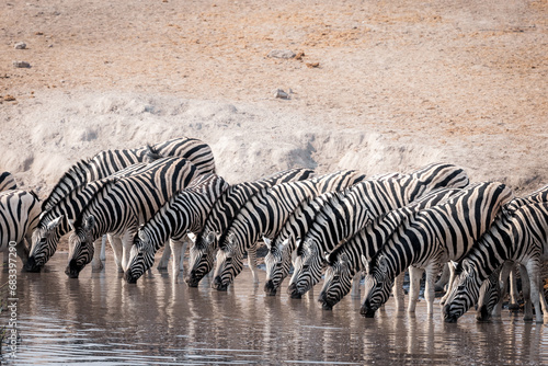 Thirsty zebras drinking in a row at a watering hole in etosha national park namibia