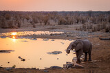 Lone elephant bull drinking thirsty at a watering hole during sunset in the etosha national park namibia africa