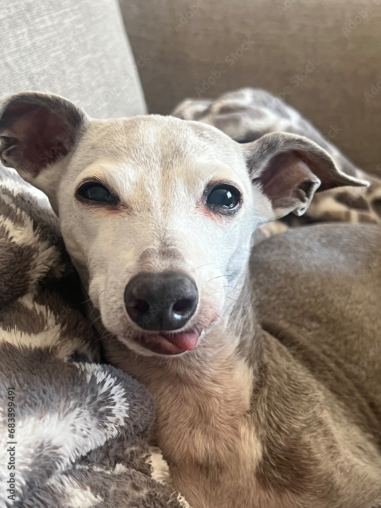 Italian Greyhound With Tongue Peeking Out