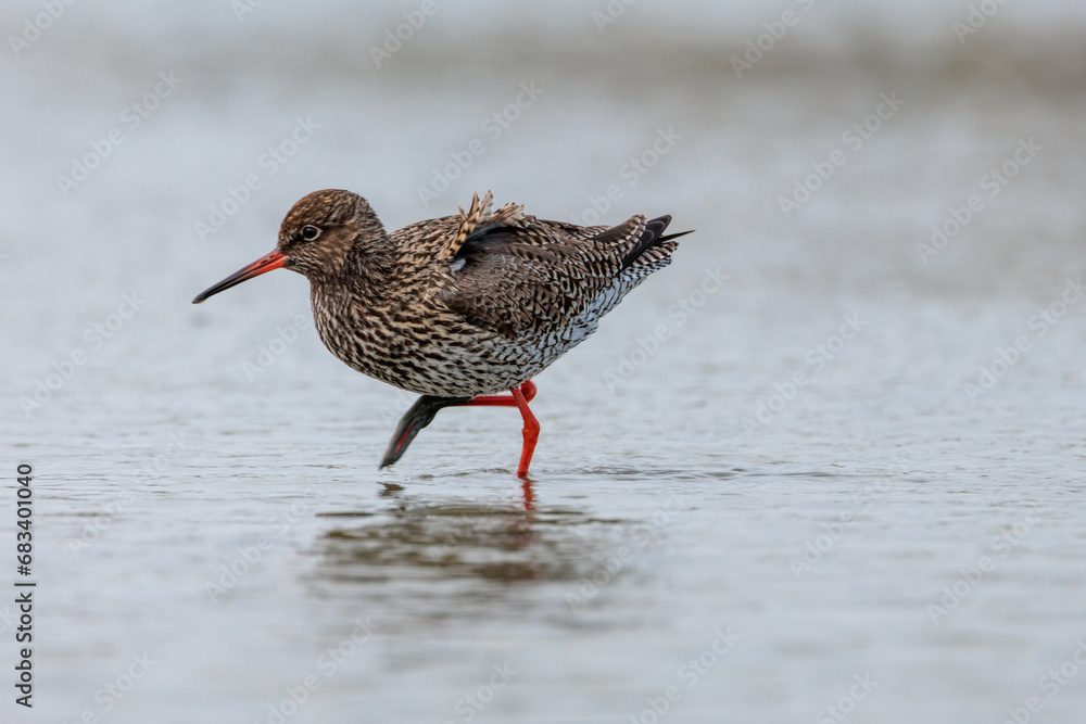 Common redshank wading trough the water in wetlands in the Netherlands Common redshank wading trough the water in wetlands in the Netherlands