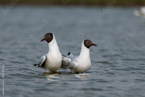 Couple black headed gulls showing mating behaviour in low water in the Netherlands