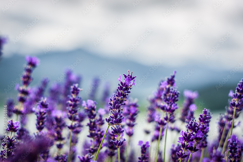 Obraz premium lavender flowers in region
