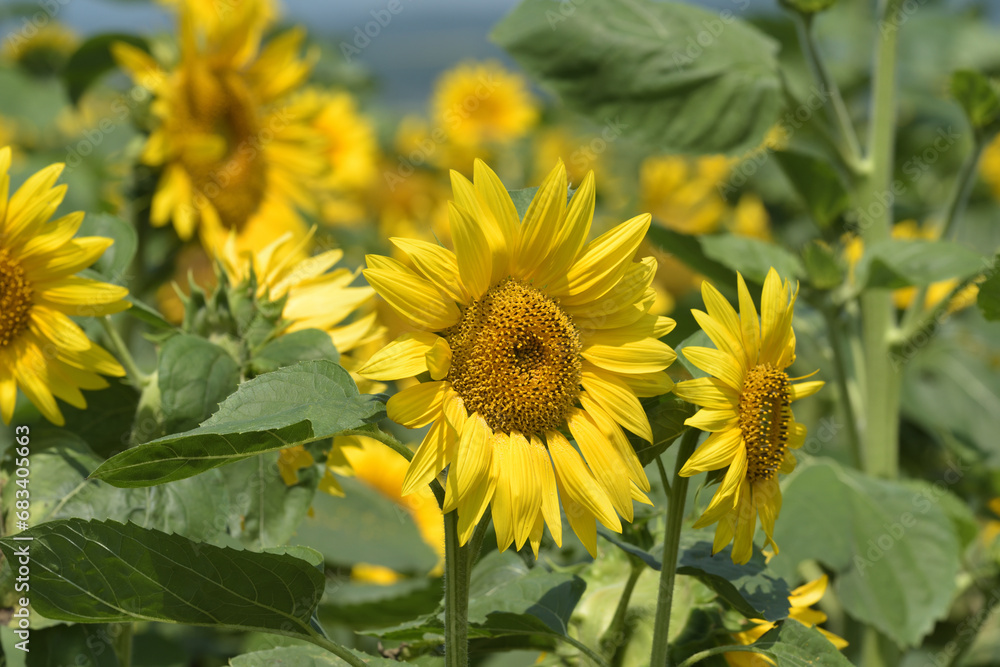 Fototapeta premium ひまわり