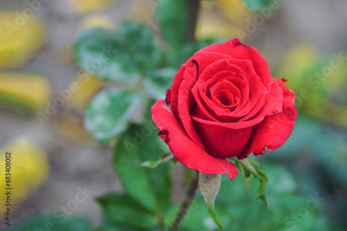 Red Roses close-up in garden