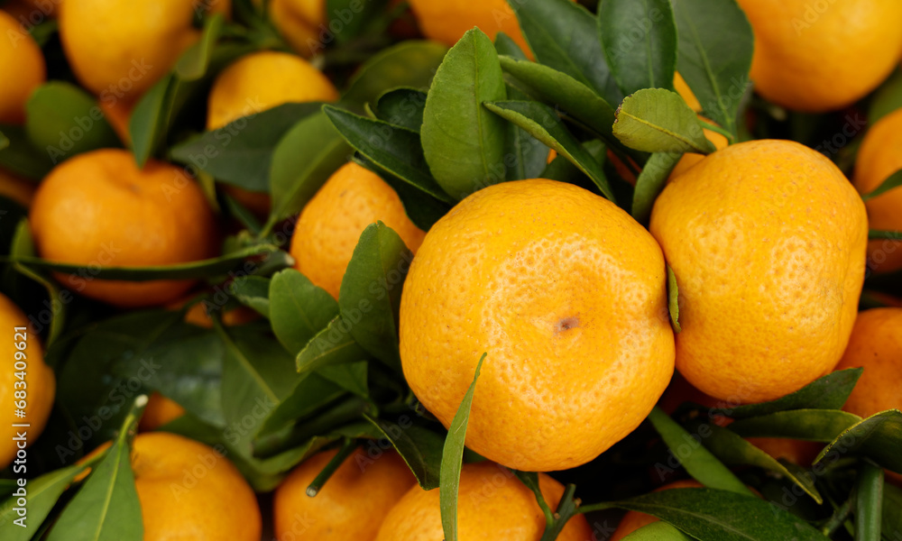 Close up of ripe sweet tangerines with leaves. Close up of ripe sweet tangerines with leaves.