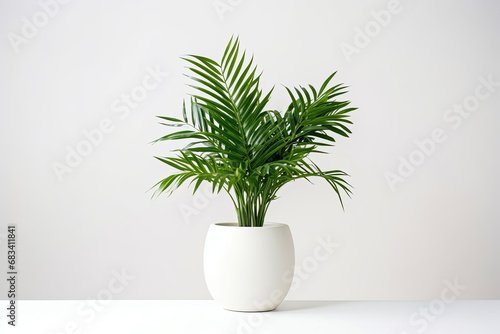 House Plants in White Pots on white Background: Bohemian Style Tropical Plant in Ceramic Pot. Plain Isolated on White Background.
