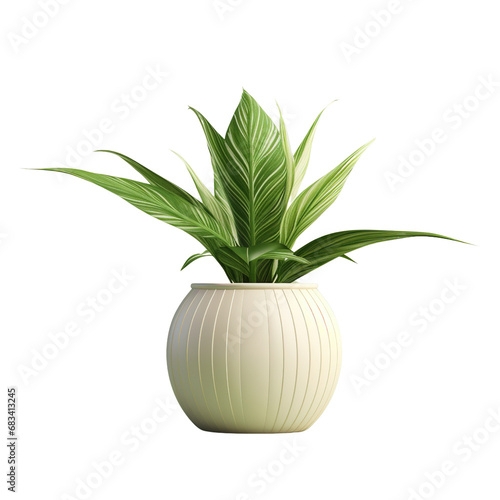 House Plants in White Pots on Transparent Background  Bohemian Style Tropical Plant in Ceramic Pot. Plain Isolated on a white Background.
