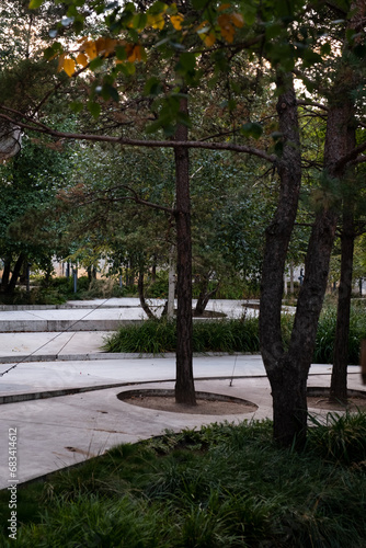 Trees in a city forest