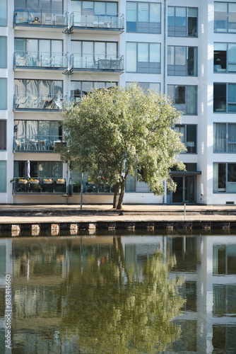 Tree reflection in the water