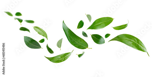 Flying green leaves isolated on white background.