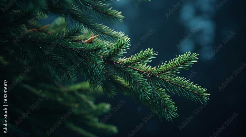 A fir branch on a dark background