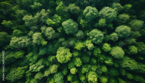 An expansive aerial shot capturing the lush greenery of a dense forest canopy, evoking feelings of nature and tranquility.