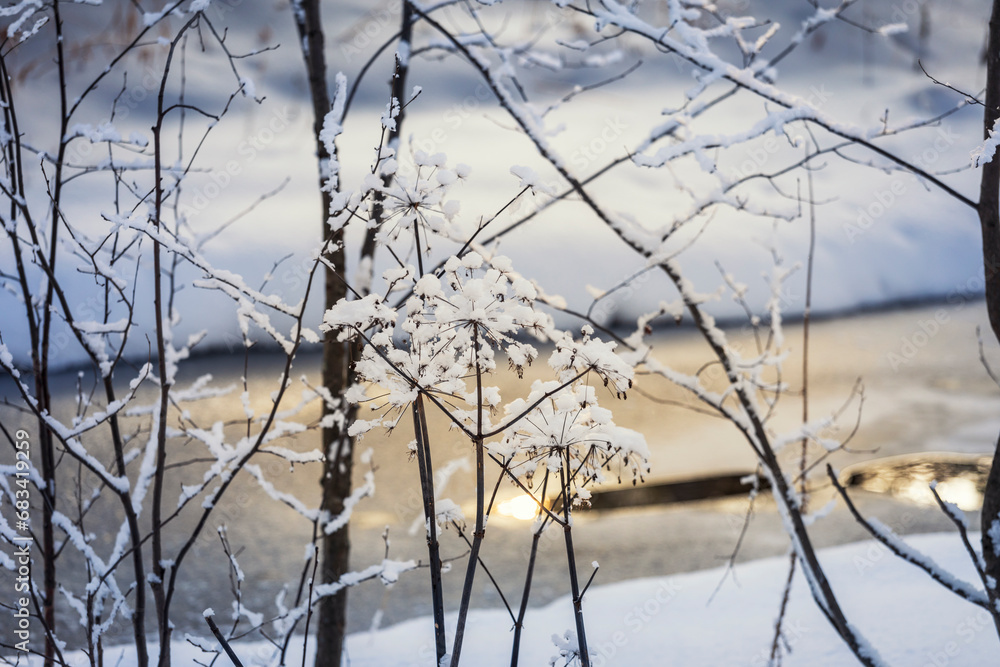 Tree branches under the snow on the background of the river. Winter background. Tree branches under the snow on the background of the river. Winter background.