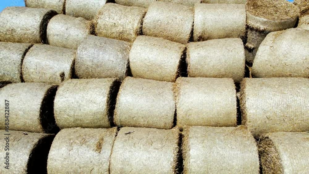 Many bales of rolls of dry straw after wheat harvest on field. Bales in form of rolls of yellow dried twisted straw collected together. Pressed straw. Stacking baling straw. Stacks Skirdy briquettes