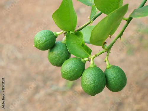Close-up photo of lemon