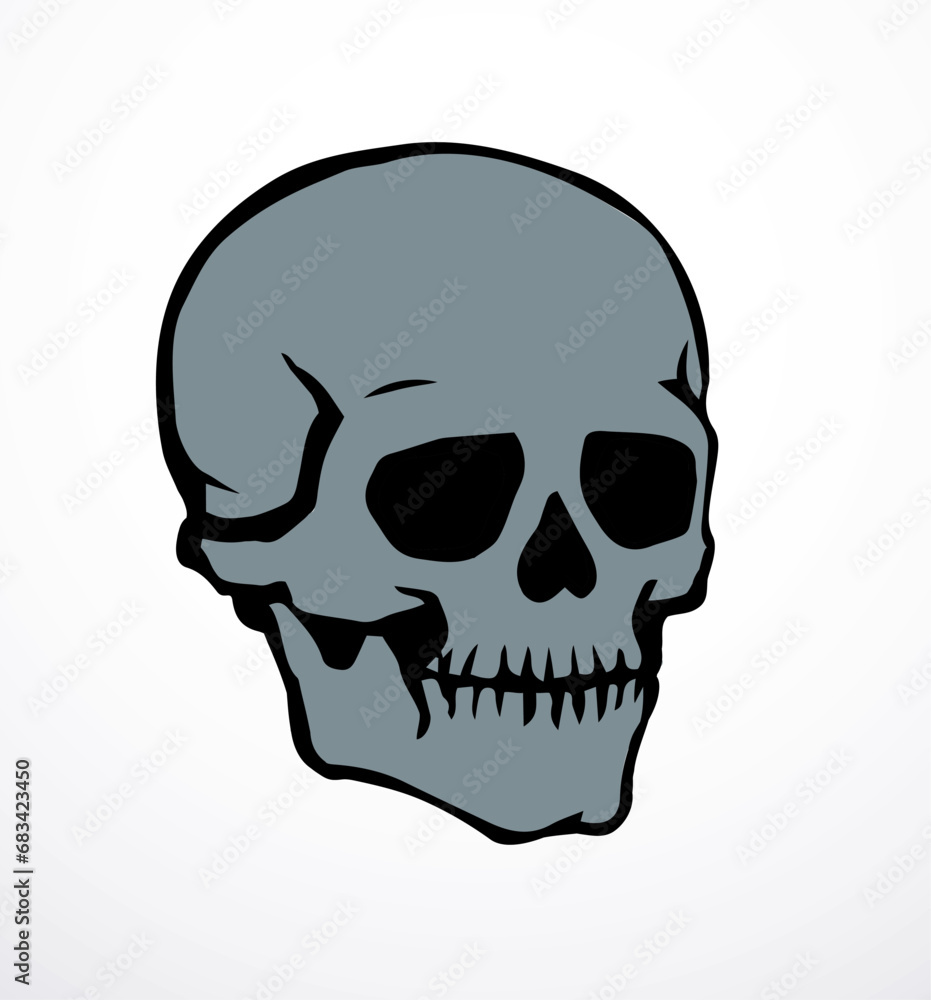 Vector drawing. Skull and neck bones