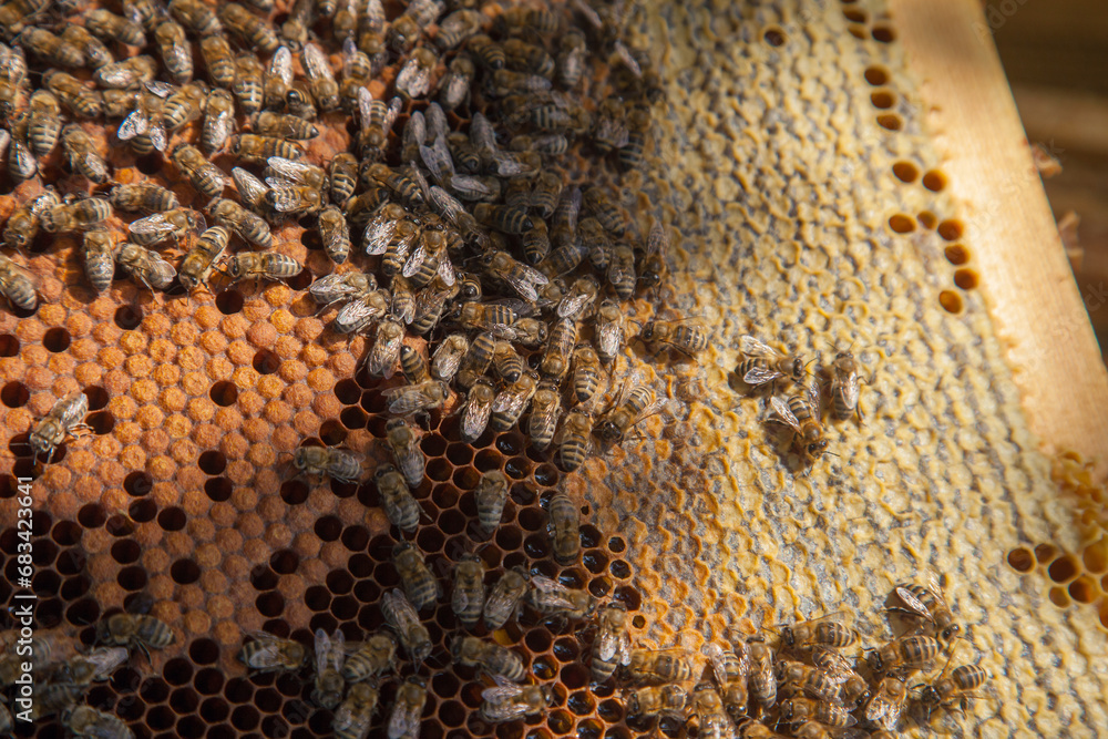 Working bees in a hive on honeycomb. Bees inside hive with sealed and open cells for their young.. Working bees in a hive on honeycomb. Bees inside hive with sealed and open cells for their young..