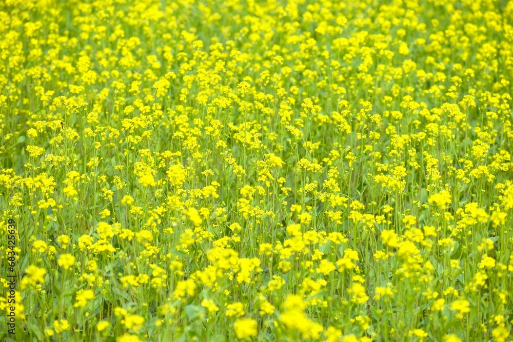 Obraz premium Winter Mustard Flowers or cultivated for its mustard oil