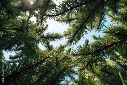 A picture capturing the beautiful sunlight filtering through the branches of a pine tree. This image can be used to depict nature, tranquility, or the beauty of the outdoors
