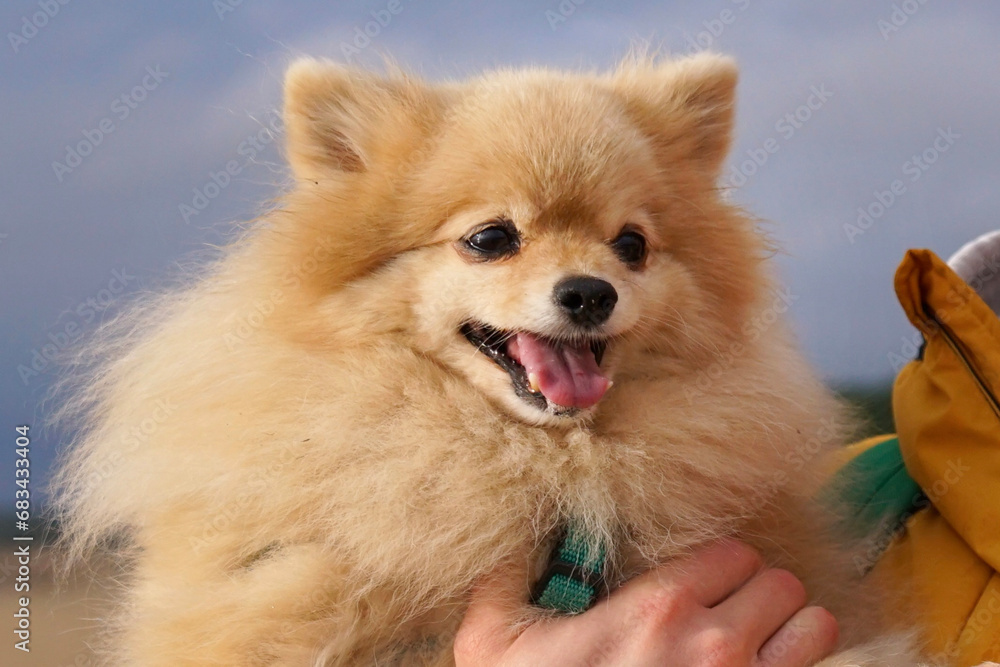 Portrait of cute beautiful happy Pomeranian Spitz dog on hands of his owner Portrait of cute beautiful happy Pomeranian Spitz dog on hands of his owner