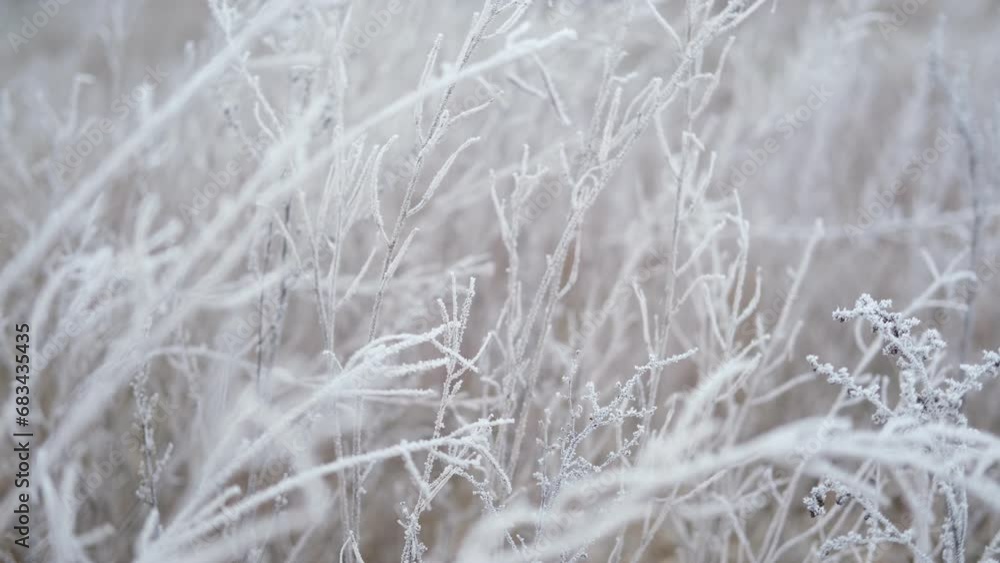 Frozen iced tree branches and leaves during foggy cold day. Macro close up view of icy twigs, grass covered by snow against winter forest. Plants in the wood at frosty weather. Nature landscape video Frozen iced tree branches and leaves during foggy cold day. Macro close up view of icy twigs, grass covered by snow against winter forest. Plants in the wood at frosty weather. Nature landscape video