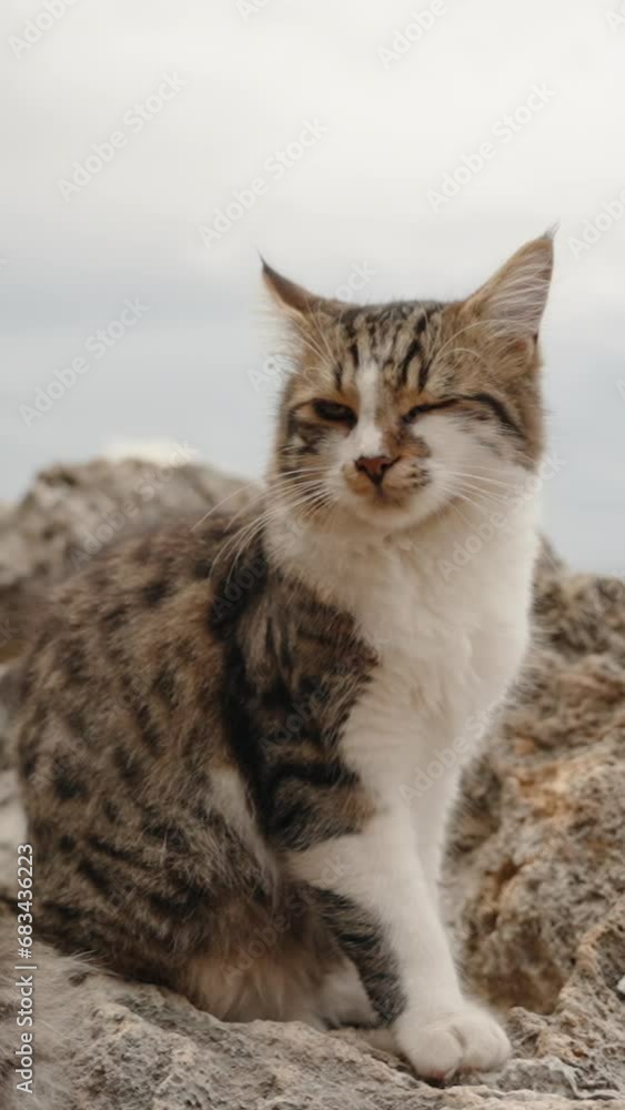 Vertical video. Slowly Approaching the Fluffy Cat Living by the Sea on High Rocks. Behind It, Cloudy Sky and a Storm. Vertical video. Slowly Approaching the Fluffy Cat Living by the Sea on High Rocks. Behind It, Cloudy Sky and a Storm.