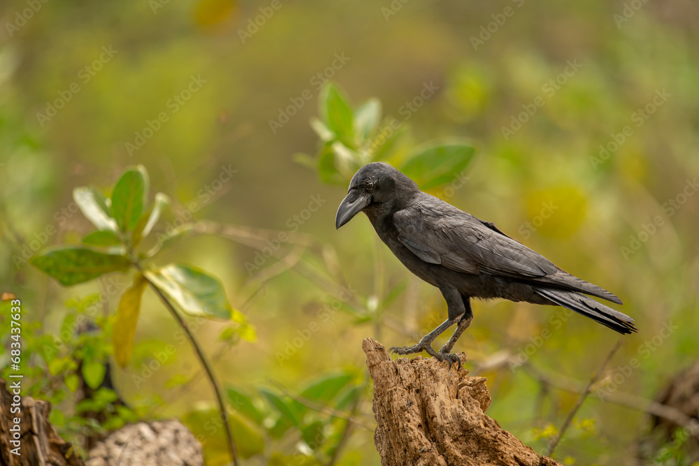 The Banggai crow is a member of the crow family from the Banggai regency in Indonesia's Central Sulawesi province.