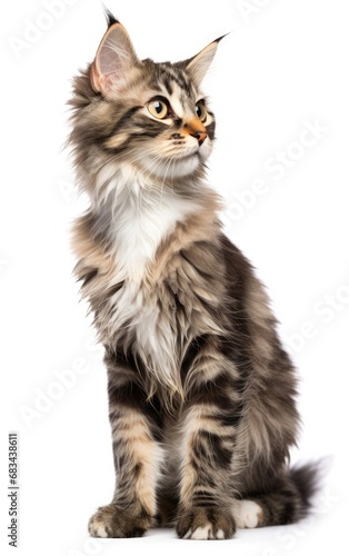 American Curl cat sitting and looking at the camera in front isolated of white background