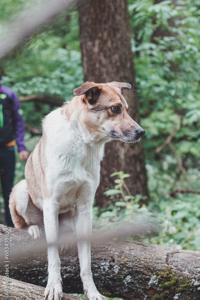 Portrait of a White and brown dog with a sad expression in a woodland covered with flowering bear garlic. Funny views of four-legged pets Portrait of a White and brown dog with a sad expression in a woodland covered with flowering bear garlic. Funny views of four-legged pets