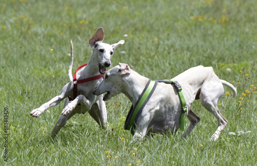 windhunde draussen © lotharnahler