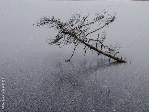 Dead tree frozen in forest lake.