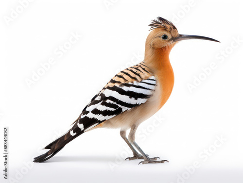Hoopoe Studio Shot Isolated on Clear White Background, Generative AI