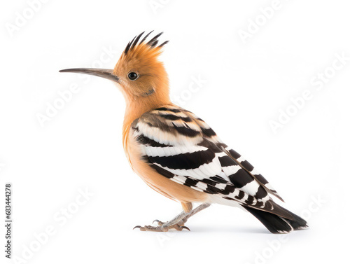 Hoopoe Studio Shot Isolated on Clear White Background, Generative AI