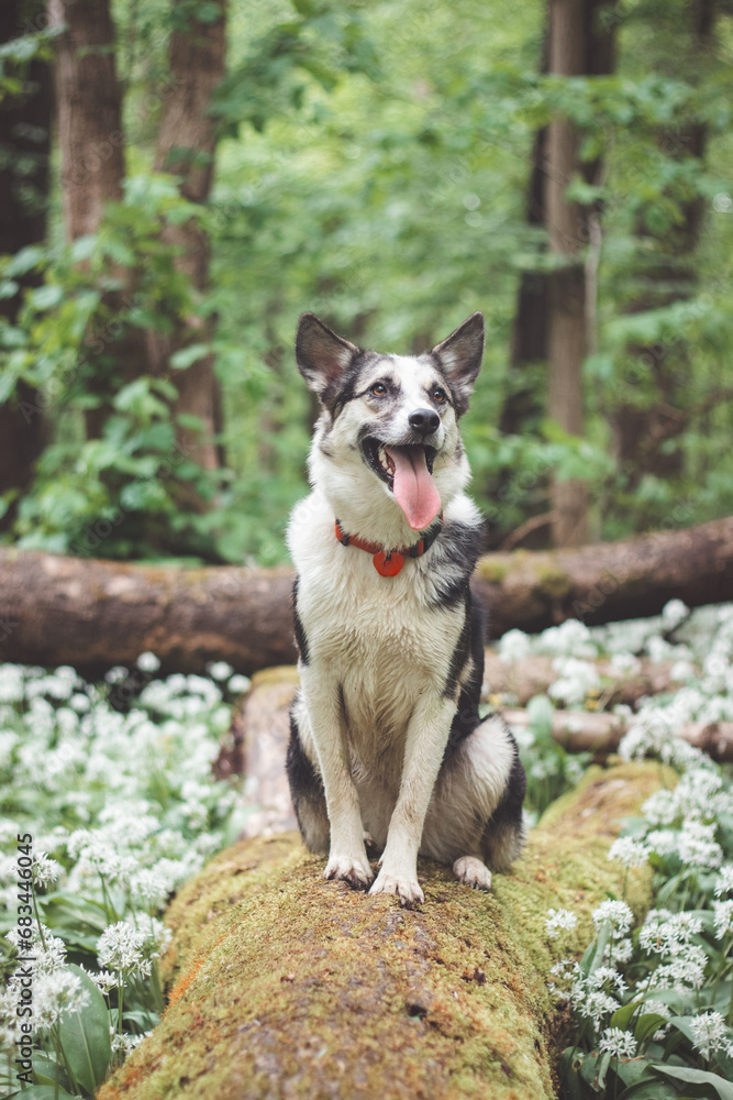 Black and white hybrid husky-malamute enjoying his stay in a woodland environment covered with bear garlic. Different expressions of the dog. Freedom for pet