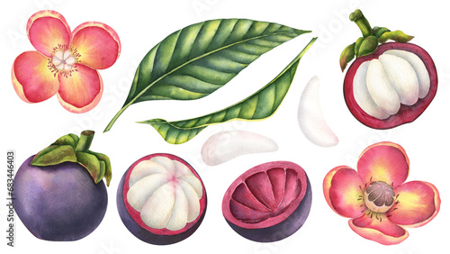 Fototapeta Naklejka Na Ścianę i Meble -  Mangosteen watercolor illustrations set. Hand drawn bundle of exotic tropical asian Fruit with flowers and palm leaves on isolated background. Drawing for food label or packaging. Pieces of food.