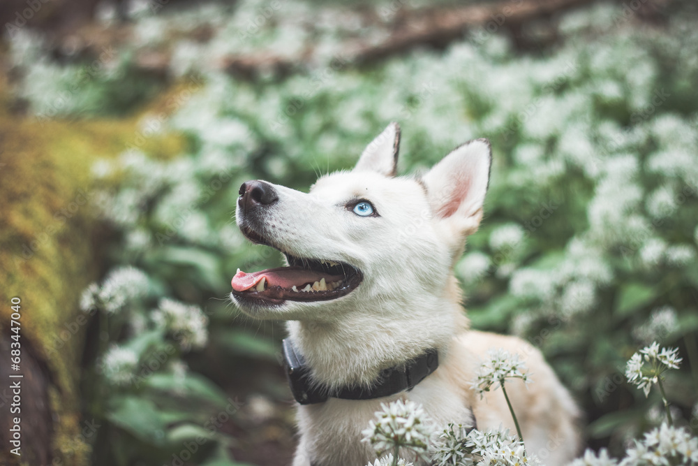 White Siberian Husky with piercing blue eyes standing in a forest full of bear garlic blossoms. Candid portrait of a white snow dog