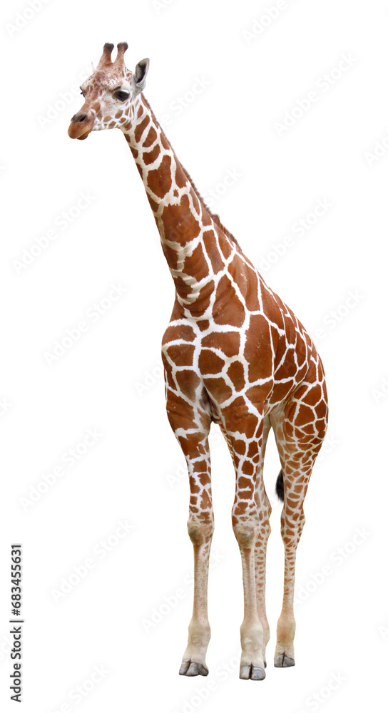 Obraz premium アミメキリン