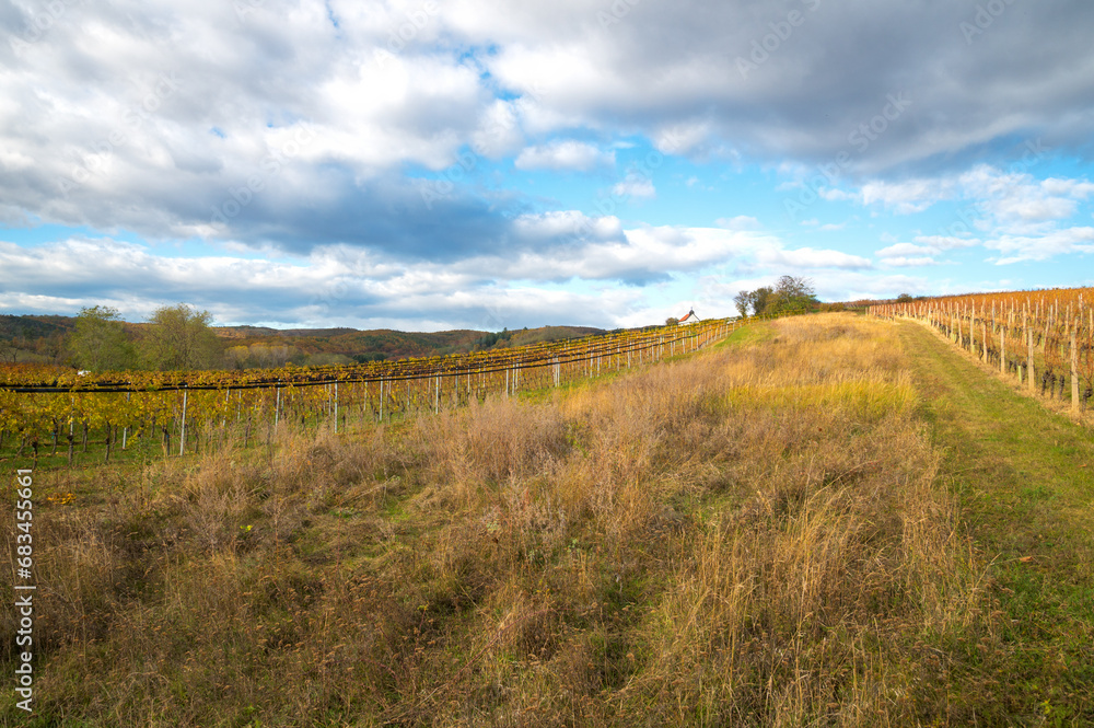 Vineyards during autumn at Northern Burgenland, Austria