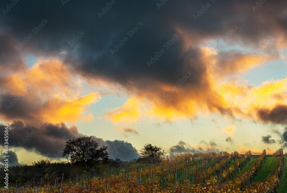 vineyard with dramatic clouds