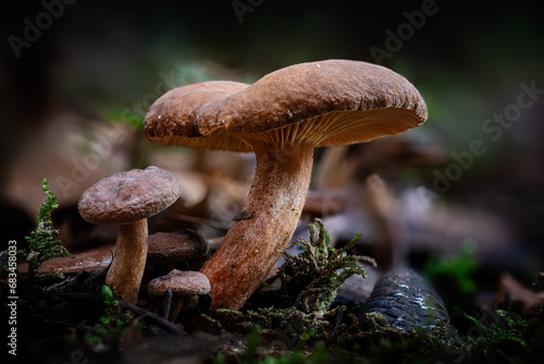 Candy cap mushroom, a species of Milk-caps , growing through the leaf mould of a forest floor in the Dordogne region of France